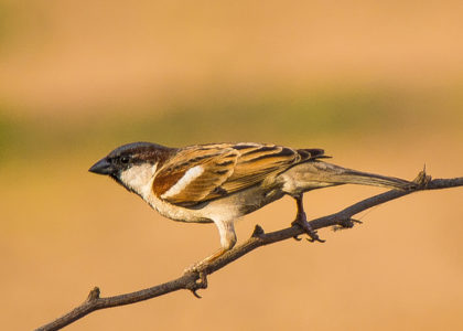 Save Sparrows